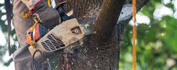 How Our Tree Care Process Works  in  Diamond, IL