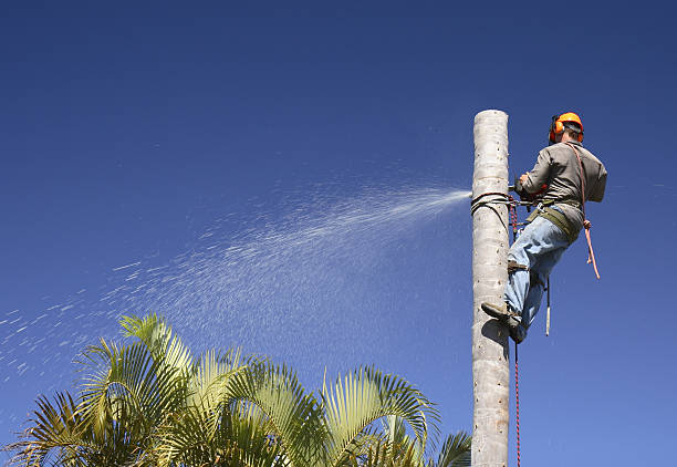 Best Seasonal Cleanup (Spring/Fall)  in Diamond, IL