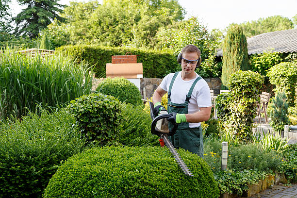 Best Hedge Trimming  in Diamond, IL